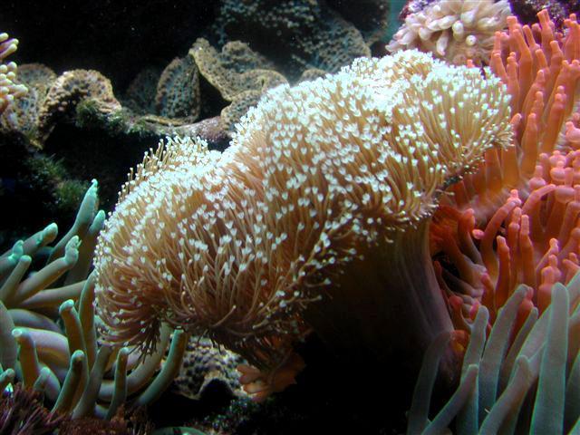 SARCOPHYTON